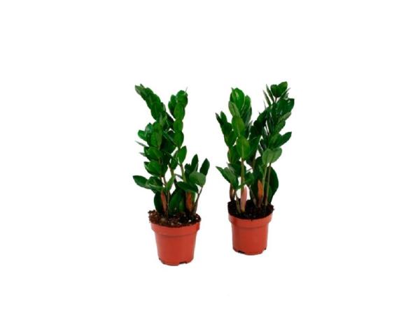 Замиокулкас D12