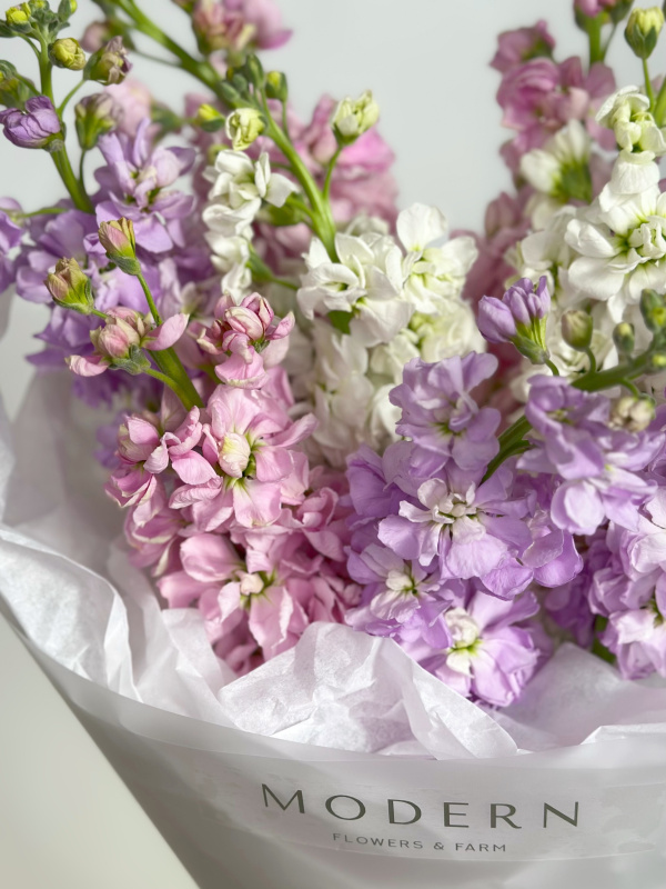 АРОМАТНЫЙ БУКЕТ ИЗ МАТТИОЛЫ