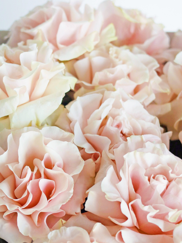 БУКЕТ 15 ФРАНЦУЗСКИХ РОЗА PINK MONDIAL